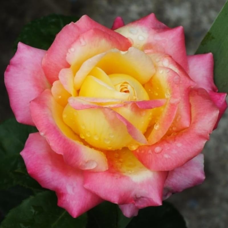 Black Rose Plant Live for Indoor Outdoor Planting Starter Plant, Black Rose Bush Live Plant Roses Shrub Outdoor, Fragrant Rose Flowers Tree Plant - Image 2